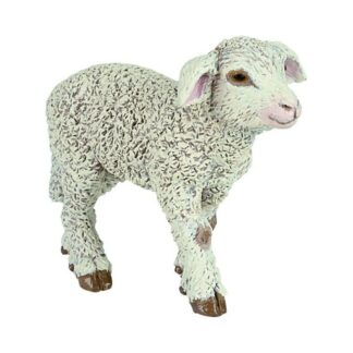 Agneau merinos