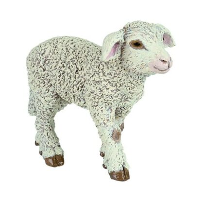 Agneau merinos
