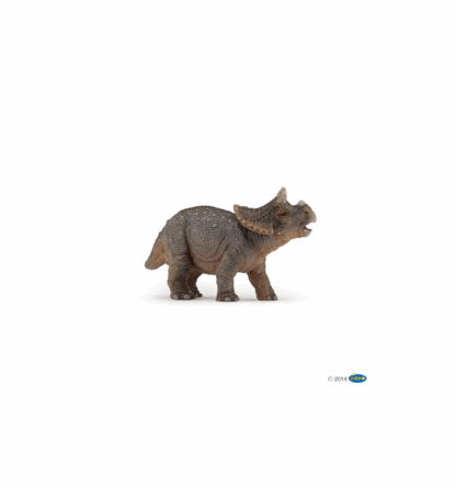 Jeune tricératops